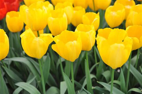 黑色鬱金香花語|鬱金香花語 Tulip Meanings – 時葳花園 台中花店推薦